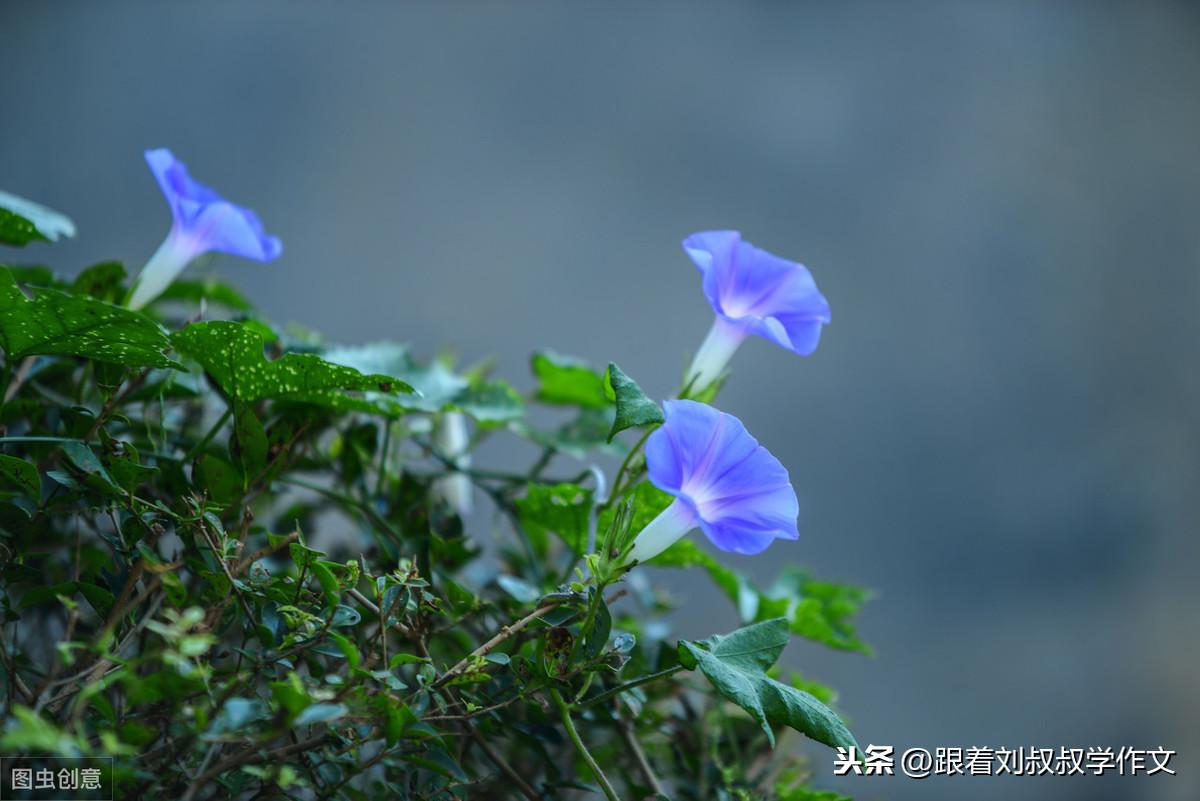 夜蔓小说魅力揭秘，探索未知与情感的奇妙交融