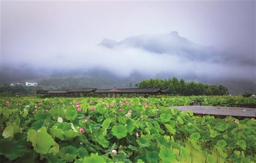 龙溪乡新项目启动，乡村振兴新引擎