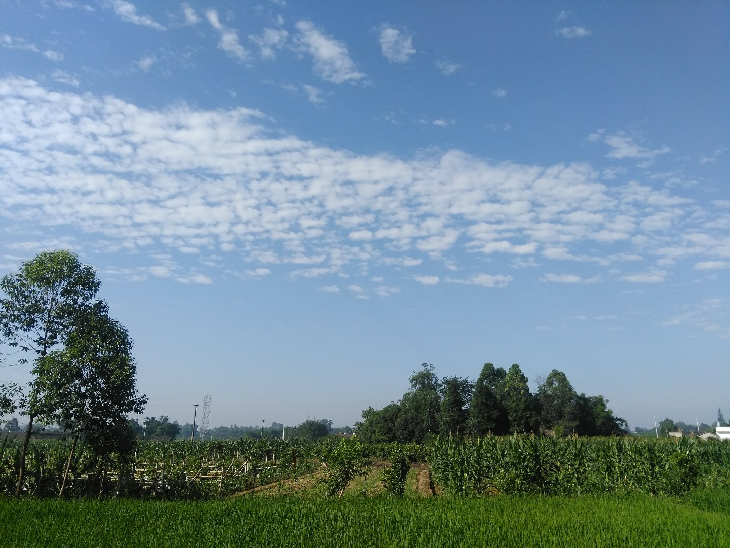 长街镇天气预报更新通知